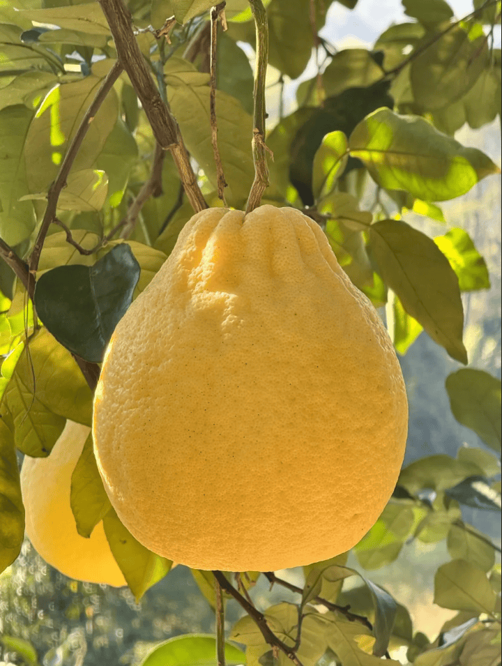 没有什么能阻挡!今天<strong></p>
<p>XRP行情</strong>,广西人就是要回家!