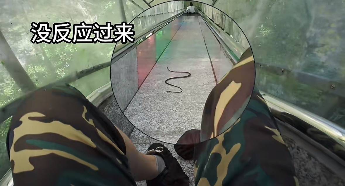 游客称在广西丹炉山滑道遇蛇<strong></p>
<p>波卡币行情</strong>,景区致歉:这么多年就这一次,每年都做防蛇处理