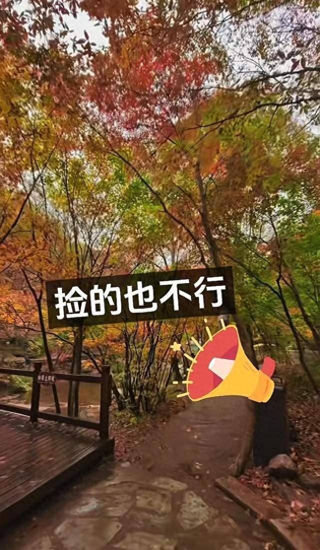 辽宁一景区禁止游客捡枫叶<strong></p>
<p>币安币行情</strong>,手持枫叶也不行,工作人员:为保护自然环境