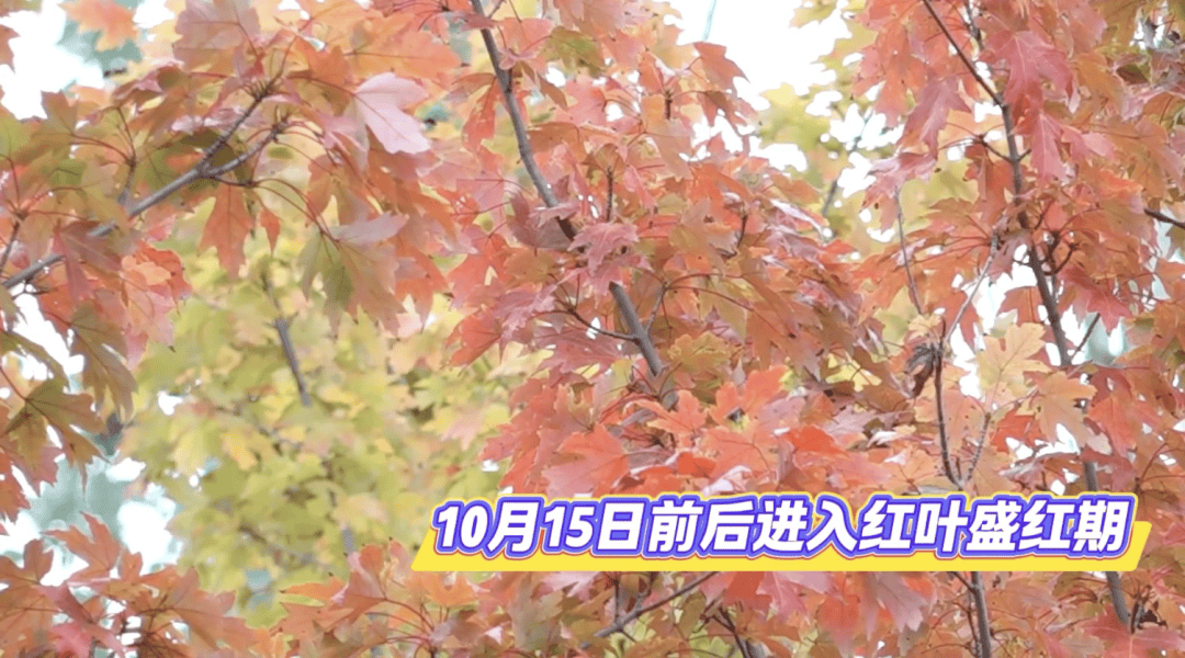 北京将迎新一轮秋雨<strong></p>
<p>BNB行情</strong>,赏红期预告来了!