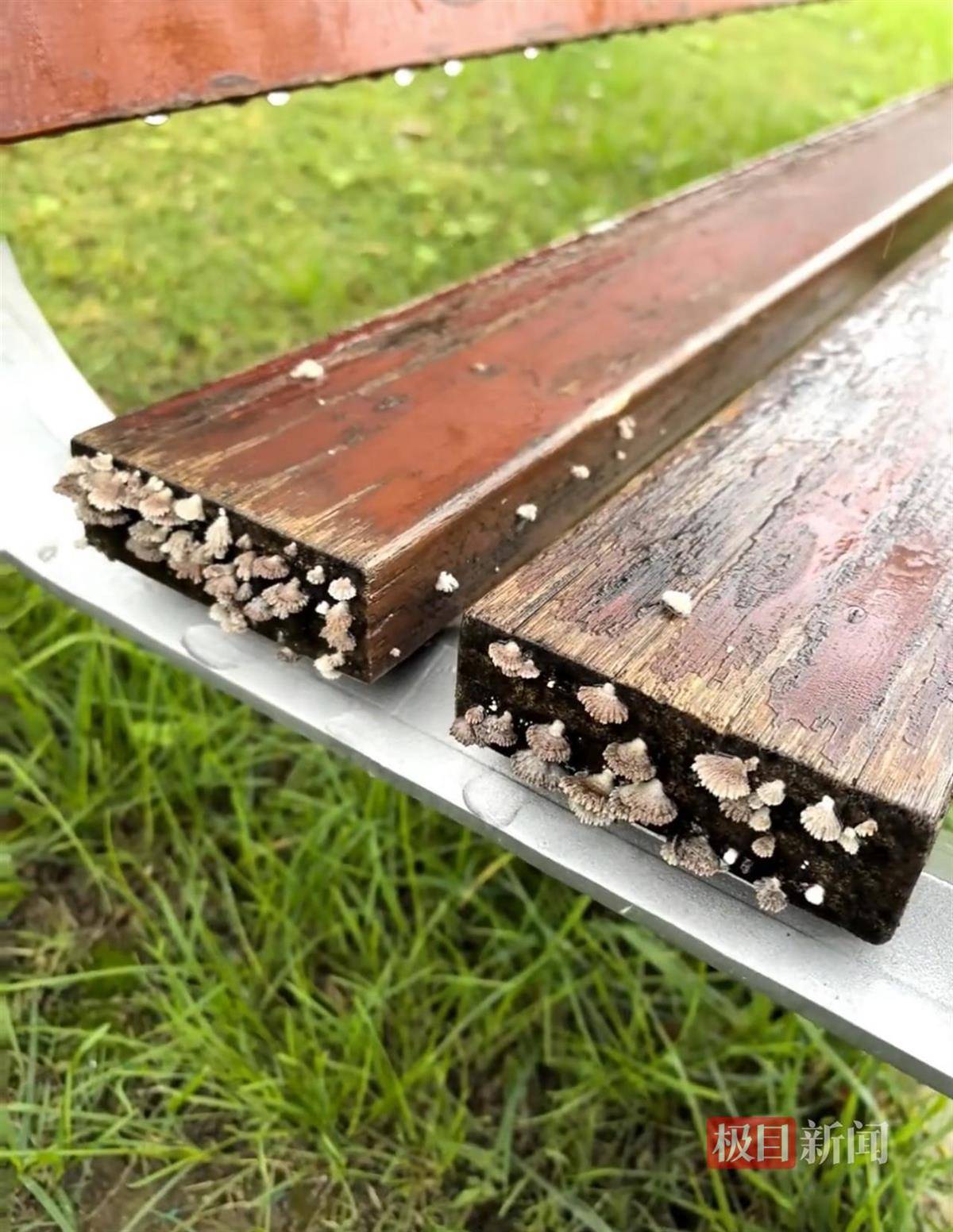 西安连续一个多月降雨遍地长蘑菇<strong></p>
<p>BNB行情</strong>,大雁塔受潮,城墙布满青苔,气象局解释成因