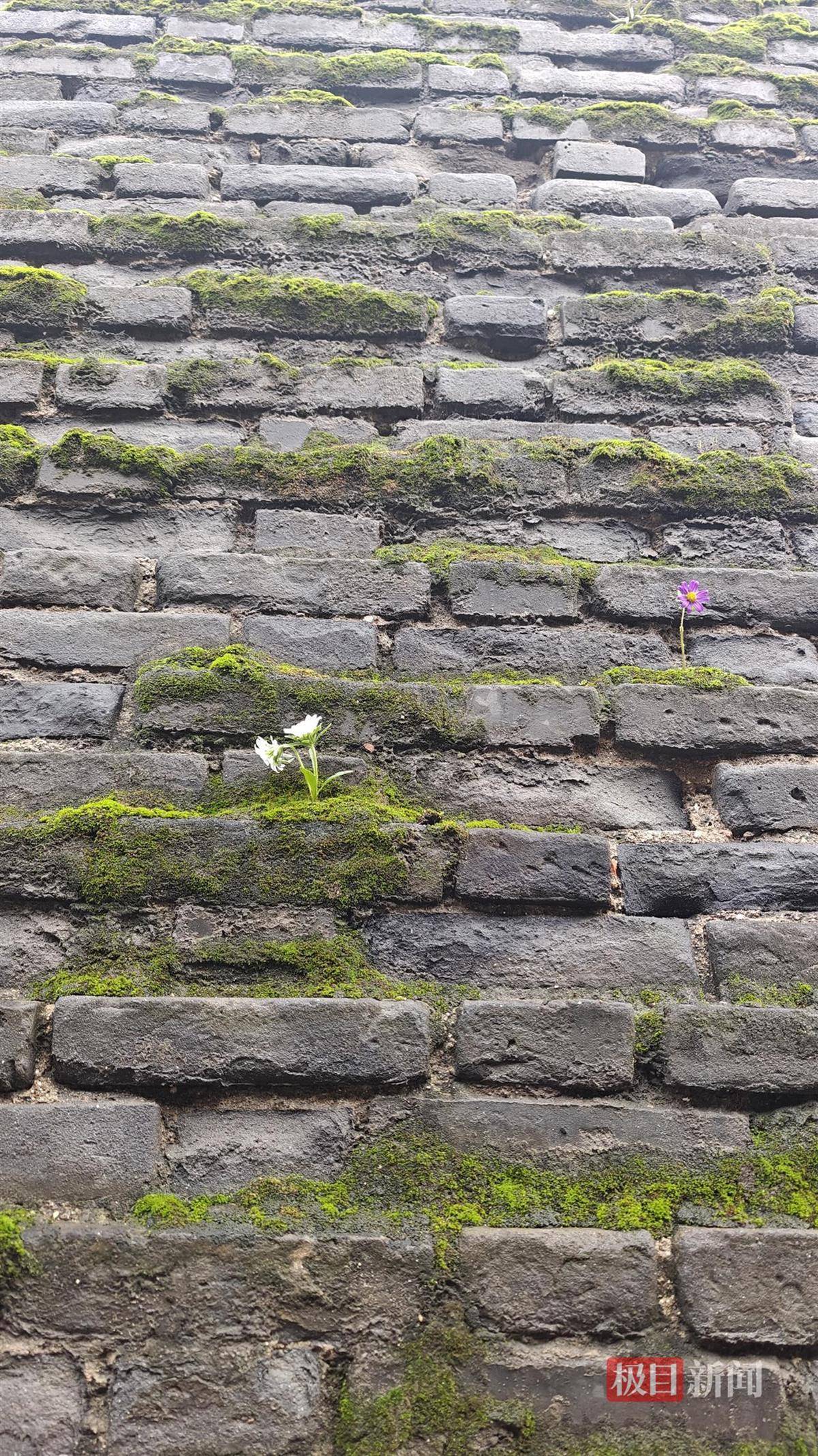 西安连续一个多月降雨遍地长蘑菇<strong></p>
<p>BNB行情</strong>,大雁塔受潮,城墙布满青苔,气象局解释成因