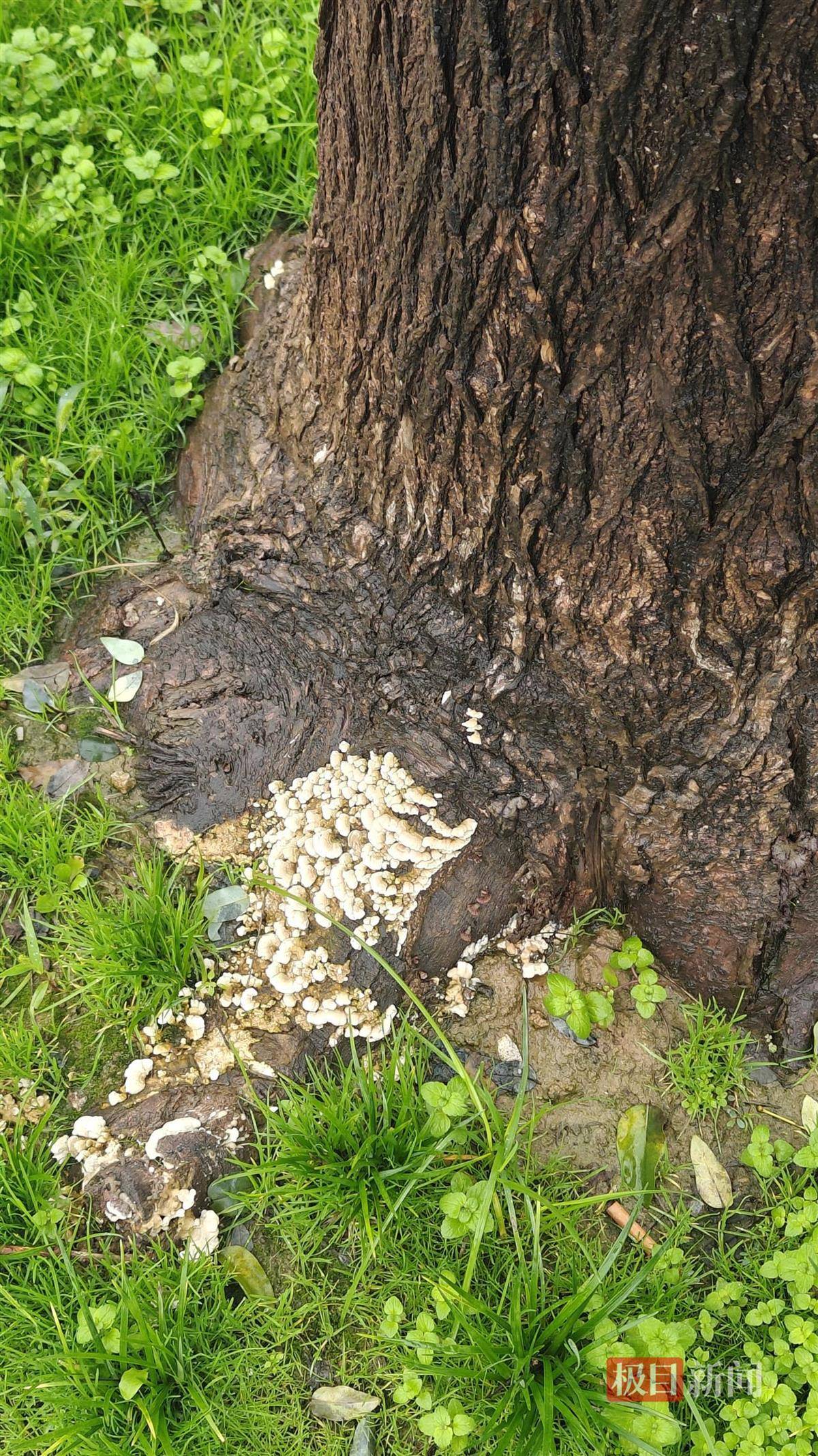 西安连续一个多月降雨遍地长蘑菇<strong></p>
<p>BNB行情</strong>,大雁塔受潮,城墙布满青苔,气象局解释成因