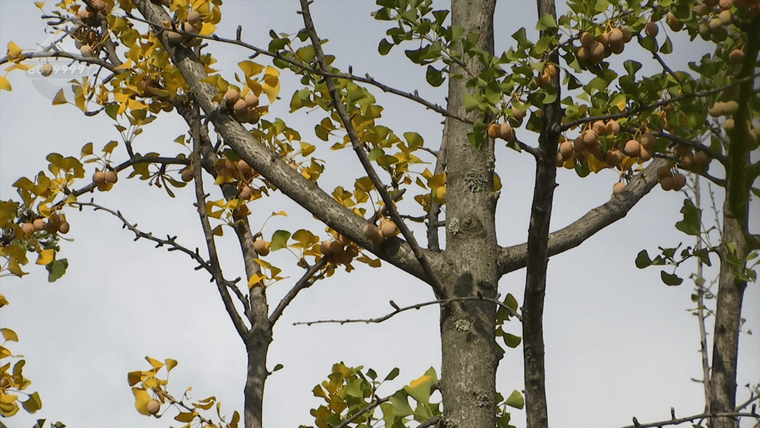 不要捡<strong></p>
<p>BNB行情</strong>！不要吃！昆明街头正大量出现……