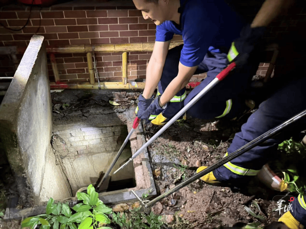 广州一小区蛇患频发:已抓超60条但未探测到蛇窝位置<strong></p>
<p>币安币行情</strong>,多方介入