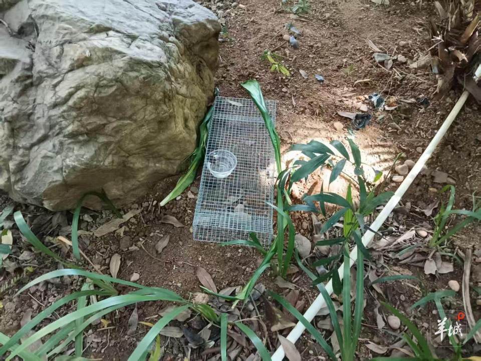 广州一小区蛇患频发:已抓超60条但未探测到蛇窝位置<strong></p>
<p>币安币行情</strong>,多方介入