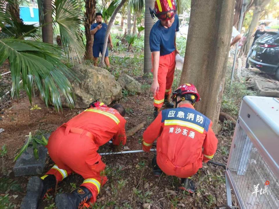 广州一小区蛇患频发:已抓超60条但未探测到蛇窝位置<strong></p>
<p>币安币行情</strong>,多方介入