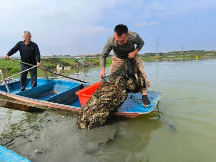 武汉江夏一地大闸蟹大量上市<strong></p>
<p>艾达币行情</strong>,日产1000斤当天售完,每只螃蟹有自己的“身份证”,吃深海小黄鱼长大