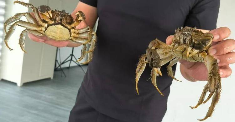 武汉江夏一地大闸蟹大量上市<strong></p>
<p>艾达币行情</strong>,日产1000斤当天售完,每只螃蟹有自己的“身份证”,吃深海小黄鱼长大