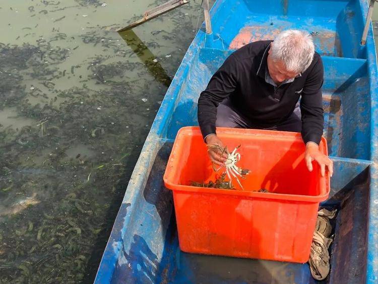 武汉江夏一地大闸蟹大量上市<strong></p>
<p>艾达币行情</strong>,日产1000斤当天售完,每只螃蟹有自己的“身份证”,吃深海小黄鱼长大