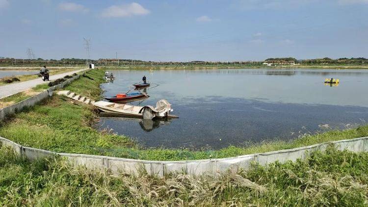 武汉江夏一地大闸蟹大量上市<strong></p>
<p>艾达币行情</strong>,日产1000斤当天售完,每只螃蟹有自己的“身份证”,吃深海小黄鱼长大