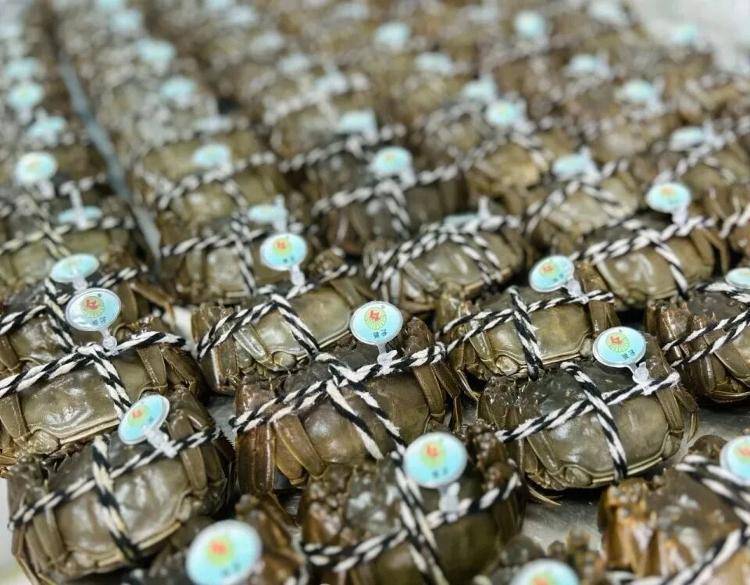 武汉江夏一地大闸蟹大量上市<strong></p>
<p>艾达币行情</strong>,日产1000斤当天售完,每只螃蟹有自己的“身份证”,吃深海小黄鱼长大