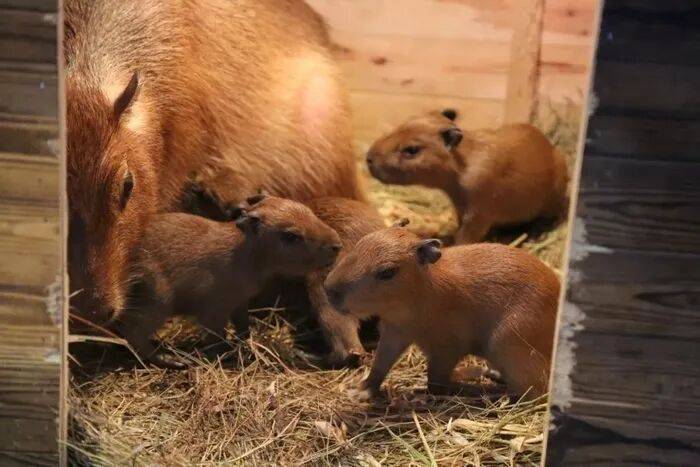 出生1小时就能独立行走<strong></p>
<p>BCH行情</strong>，济南动物园“果果”和“豚豚”的4只新生幼崽，周末和市民见面