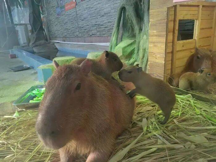 出生1小时就能独立行走<strong></p>
<p>BCH行情</strong>，济南动物园“果果”和“豚豚”的4只新生幼崽，周末和市民见面