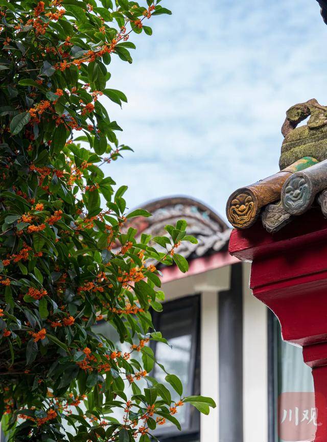 成都桂花又开了<strong></p>
<p>莱特币行情</strong>?原来是因为……