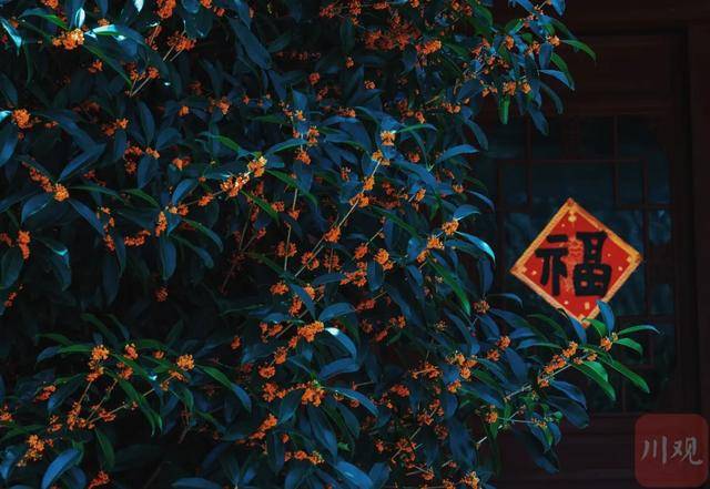 成都桂花又开了<strong></p>
<p>莱特币行情</strong>?原来是因为……