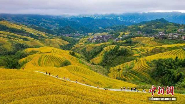 金秋<strong></p>
<p>LTC行情</strong>,广西的梯田一点不输!