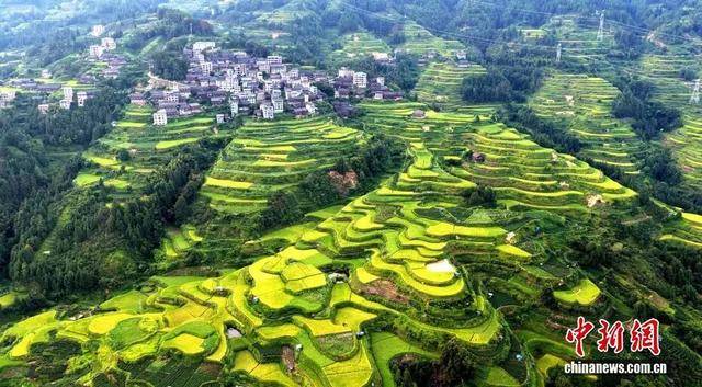 金秋<strong></p>
<p>LTC行情</strong>,广西的梯田一点不输!