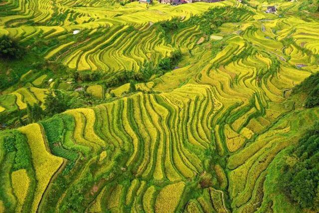 金秋<strong></p>
<p>LTC行情</strong>,广西的梯田一点不输!