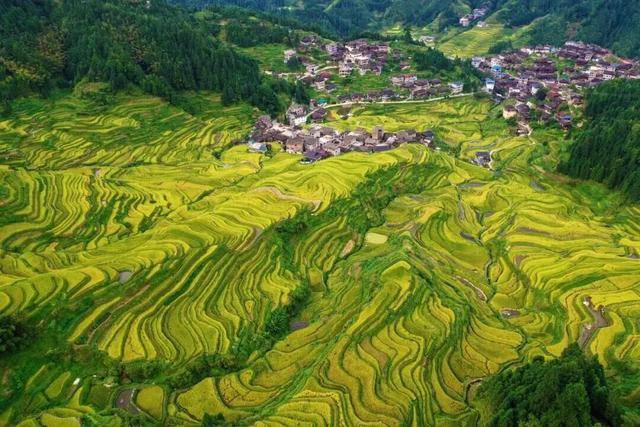 金秋<strong></p>
<p>LTC行情</strong>,广西的梯田一点不输!