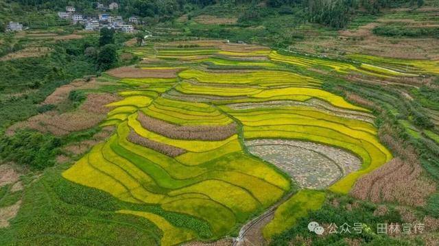 金秋<strong></p>
<p>LTC行情</strong>,广西的梯田一点不输!