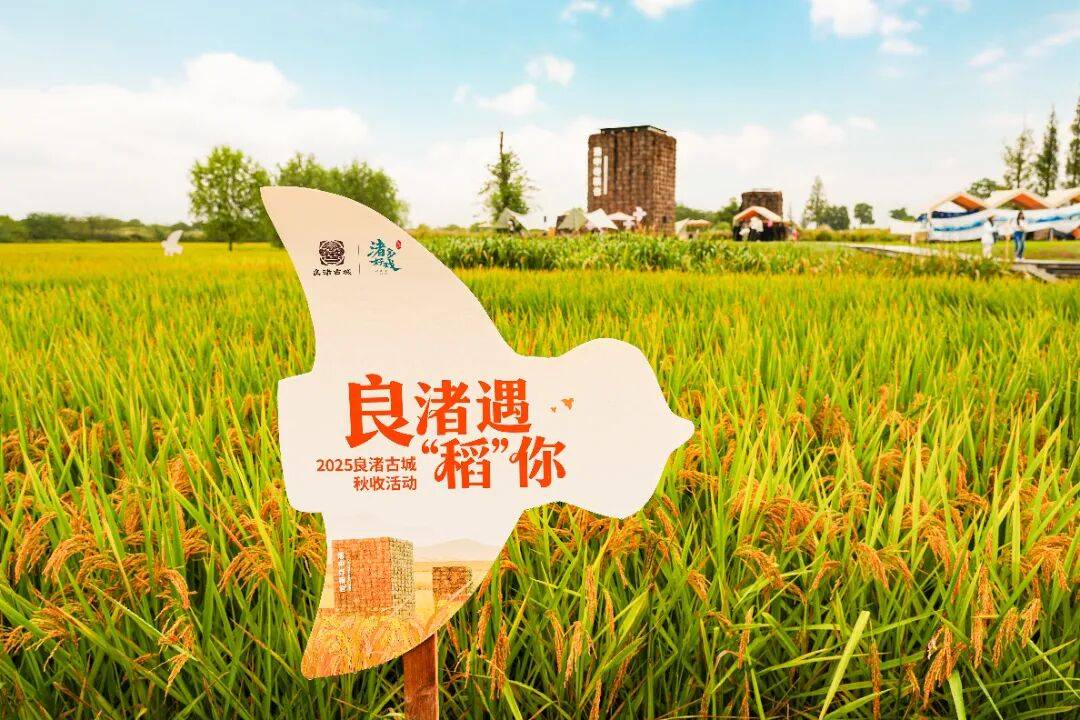 良渚遇“稻”<strong></p>
<p>LTC行情</strong>你 | 秋季活动正当时