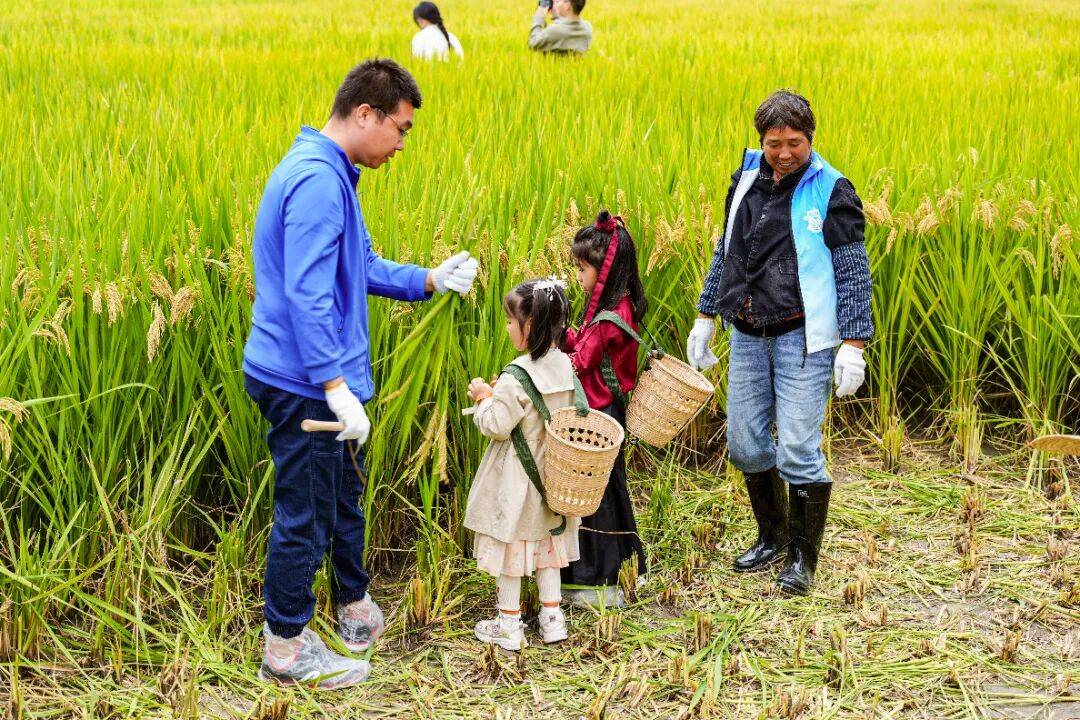 良渚遇“稻”<strong></p>
<p>LTC行情</strong>你 | 秋季活动正当时