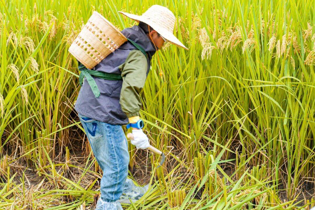 良渚遇“稻”<strong></p>
<p>LTC行情</strong>你 | 秋季活动正当时