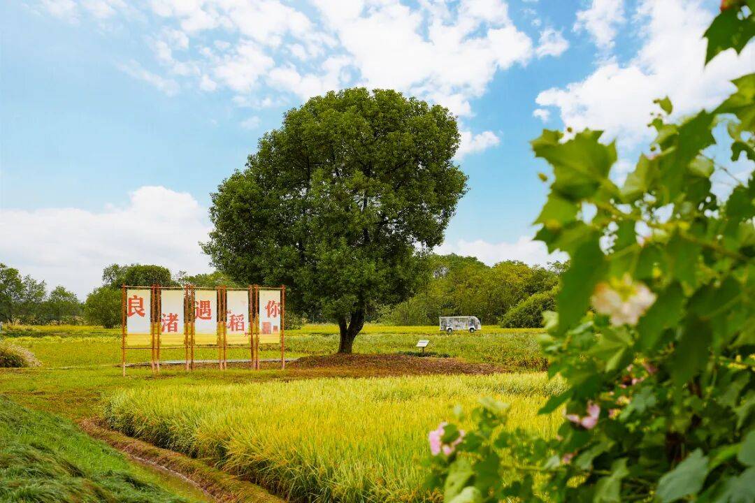 良渚遇“稻”<strong></p>
<p>LTC行情</strong>你 | 秋季活动正当时