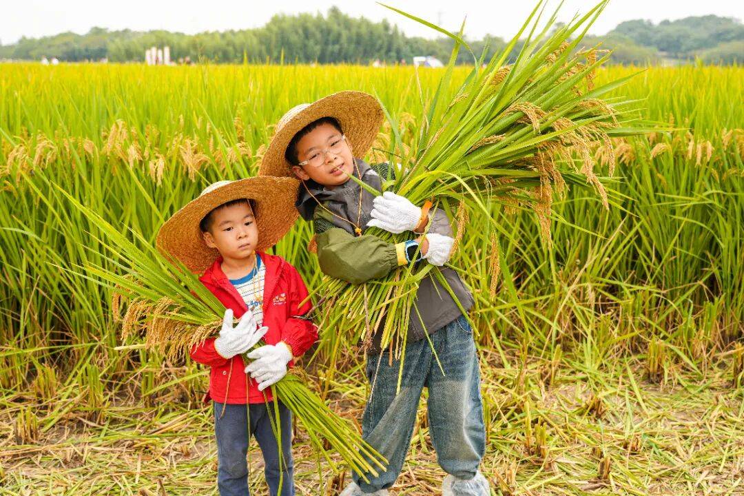 良渚遇“稻”<strong></p>
<p>LTC行情</strong>你 | 秋季活动正当时