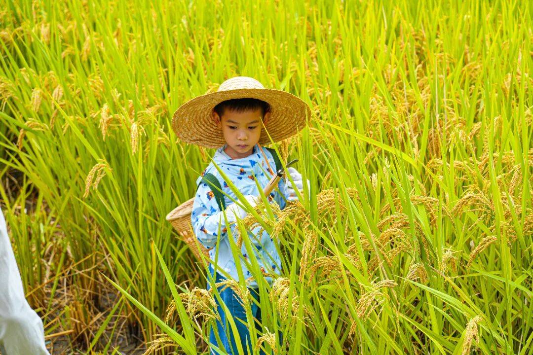 良渚遇“稻”<strong></p>
<p>LTC行情</strong>你 | 秋季活动正当时