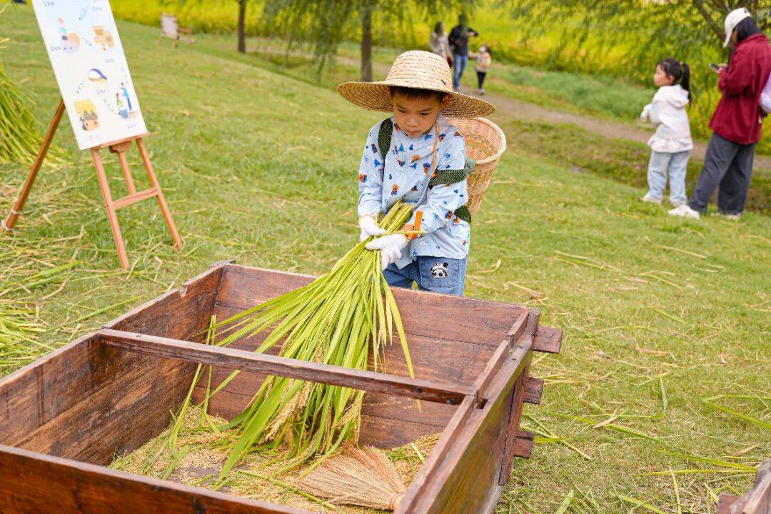 良渚遇“稻”<strong></p>
<p>LTC行情</strong>你 | 秋季活动正当时