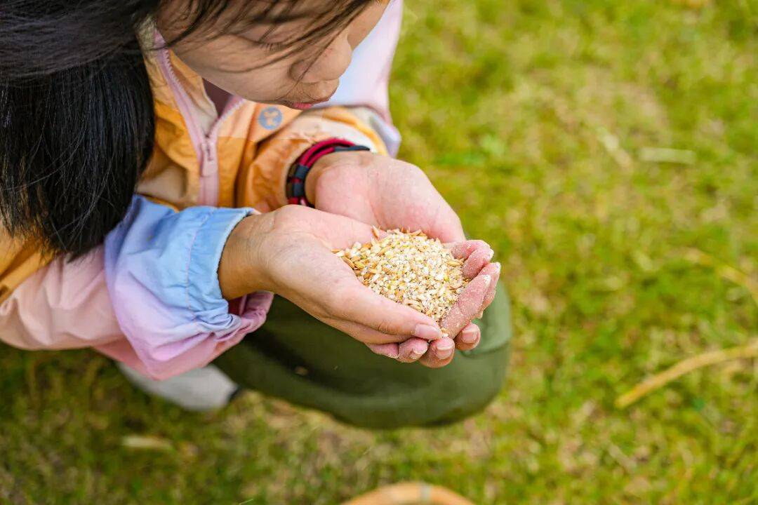 良渚遇“稻”<strong></p>
<p>LTC行情</strong>你 | 秋季活动正当时