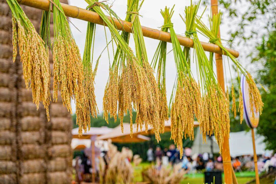 良渚遇“稻”<strong></p>
<p>LTC行情</strong>你 | 秋季活动正当时