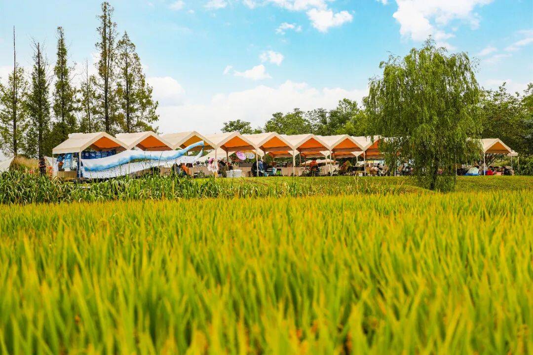 良渚遇“稻”<strong></p>
<p>LTC行情</strong>你 | 秋季活动正当时