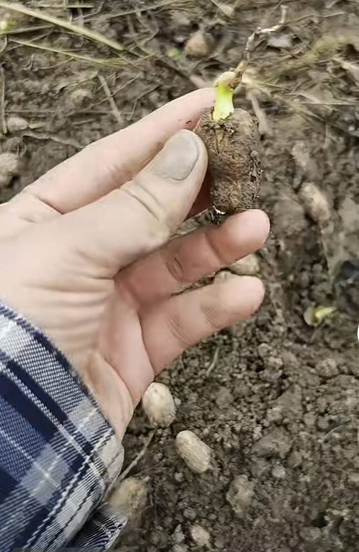 夏旱之后又秋涝<strong></p>
<p>莱特币行情</strong>,一位河南农户的花生抢收战