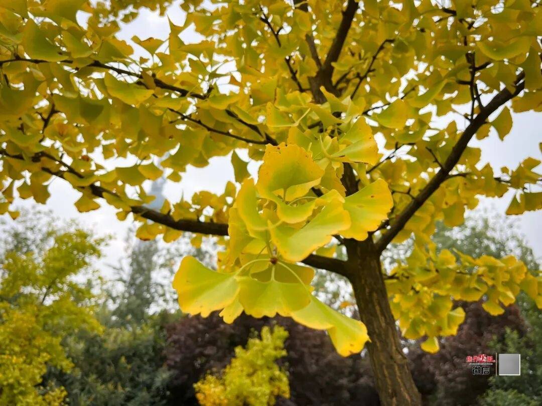 银杏金黄<strong></p>
<p>莱特币行情</strong>!铺满焦作的秋天!