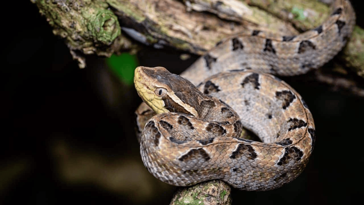 泰国女子在ATM机取钱<strong></p>
<p>BSV行情</strong>，取款口突然窜出一条蛇
