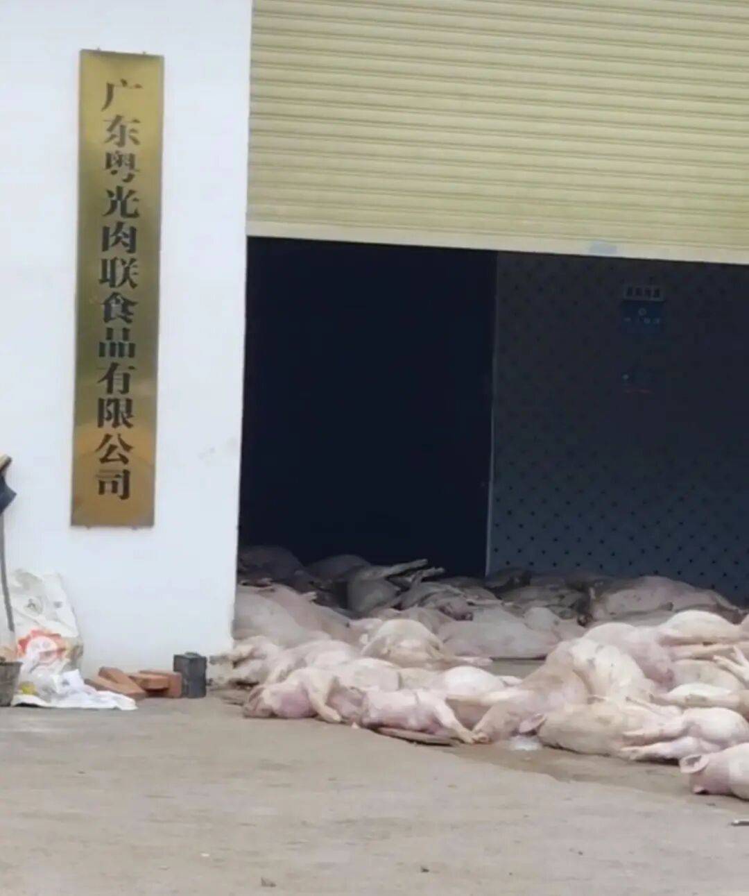 广东一肉联公司门口堆满死猪<strong></p>
<p>区块链挖矿行情</strong>,官方:7人被控制