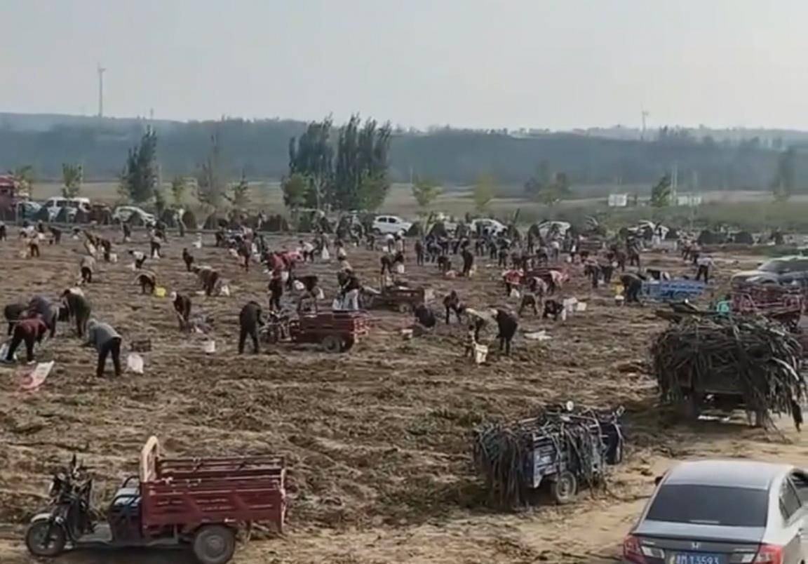 数百人冲进地里捡红薯<strong></p>
<p>IPFS行情</strong>,田主称是秋收剩下的,网友:免费翻地,利人利己