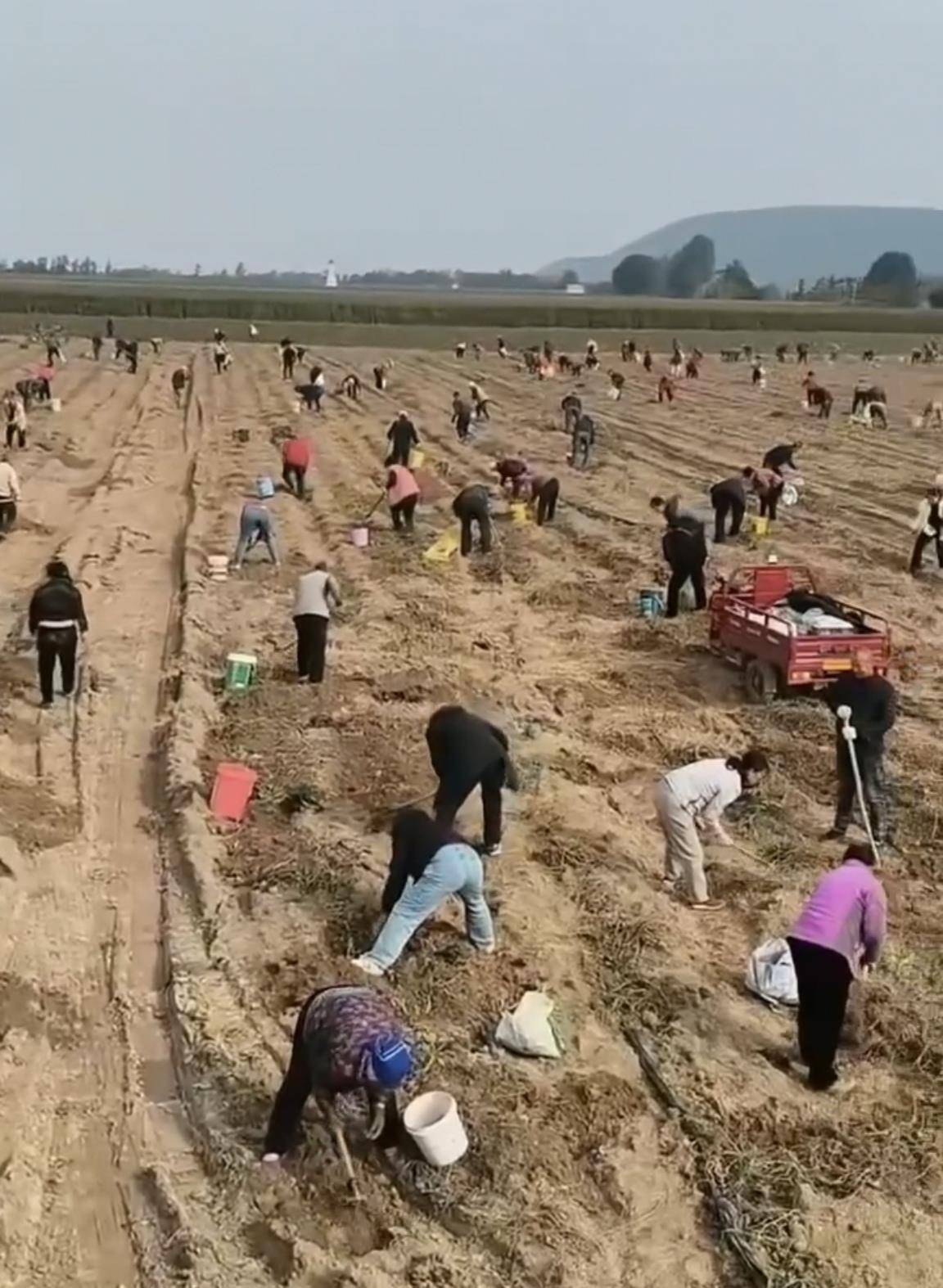 数百人冲进地里捡红薯<strong></p>
<p>IPFS行情</strong>,田主称是秋收剩下的,网友:免费翻地,利人利己