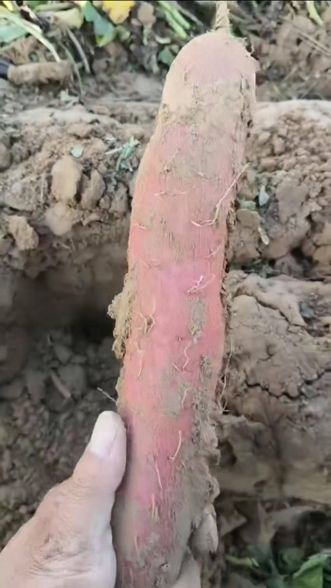 数百人冲进地里捡红薯<strong></p>
<p>IPFS行情</strong>,田主称是秋收剩下的,网友:免费翻地,利人利己