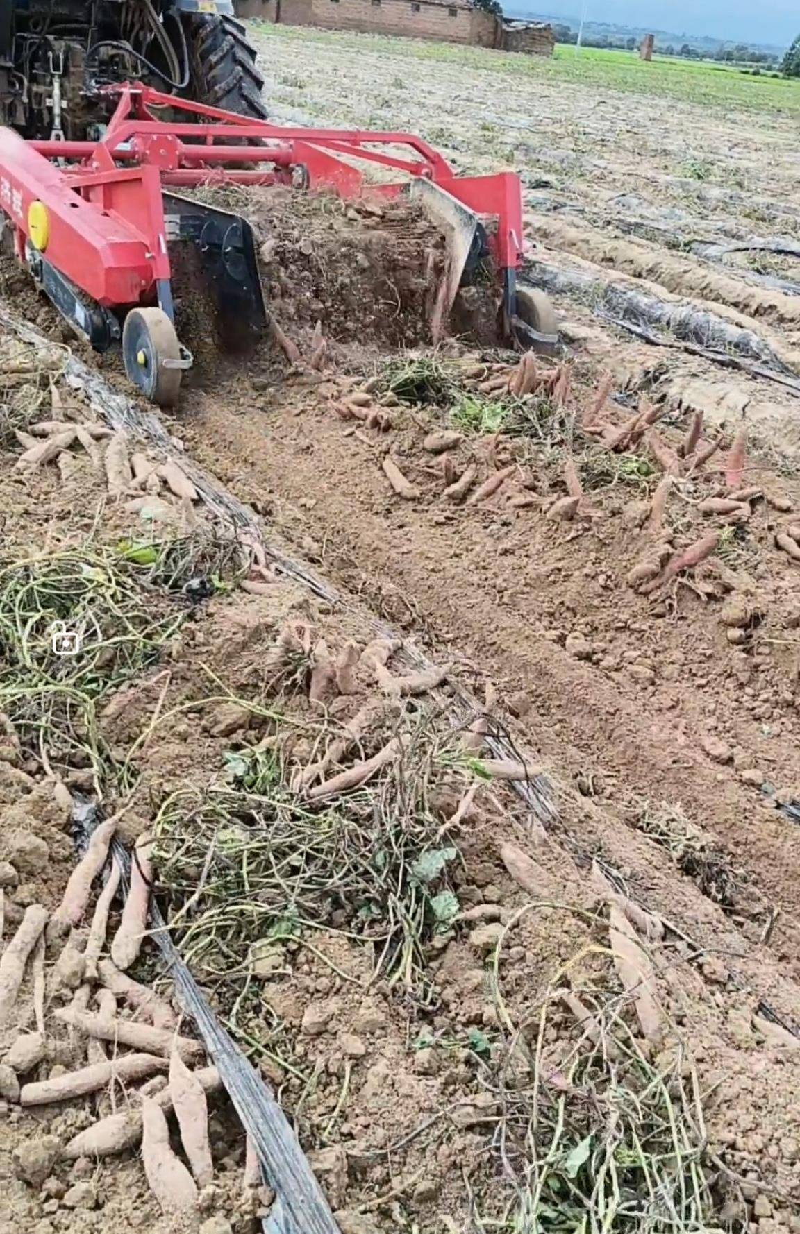 数百人冲进地里捡红薯<strong></p>
<p>IPFS行情</strong>,田主称是秋收剩下的,网友:免费翻地,利人利己