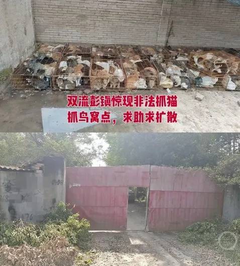 “成都一空置房非法囤猫”？官方通报：共发现被困小猫102只<strong></p>
<p>IPFS行情</strong>，未发现虐猫行为