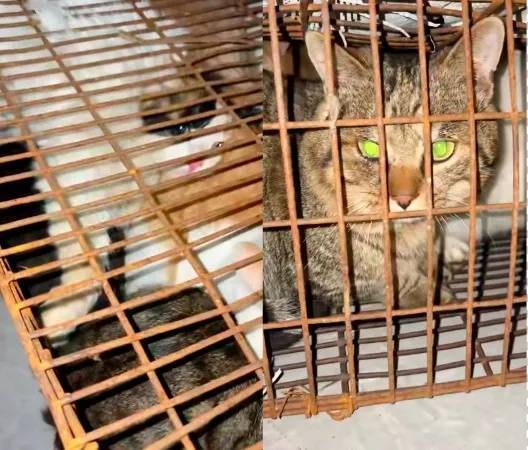 “成都一空置房非法囤猫”？官方通报：共发现被困小猫102只<strong></p>
<p>IPFS行情</strong>，未发现虐猫行为
