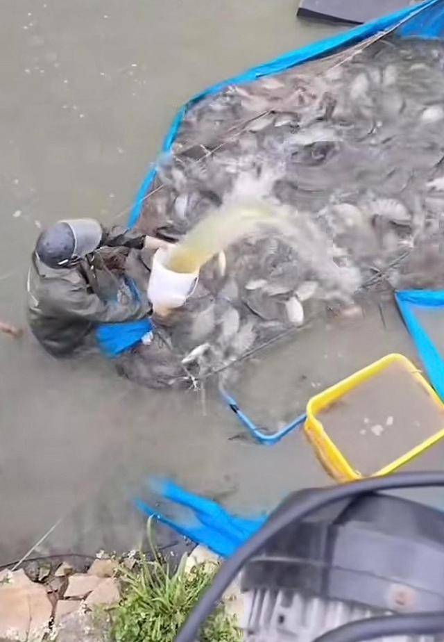 水产市场“麻醉鱼”调查:有商家称麻药有味会换水再卖<strong></p>
<p>BITOP价格</strong>,有无危害尚不明