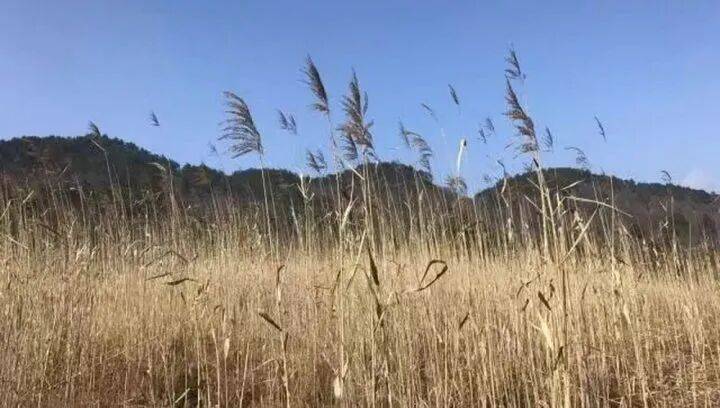 禁止任何形式穿越<strong></p>
<p>BITOP价格</strong>!杭州一地发布最严禁令