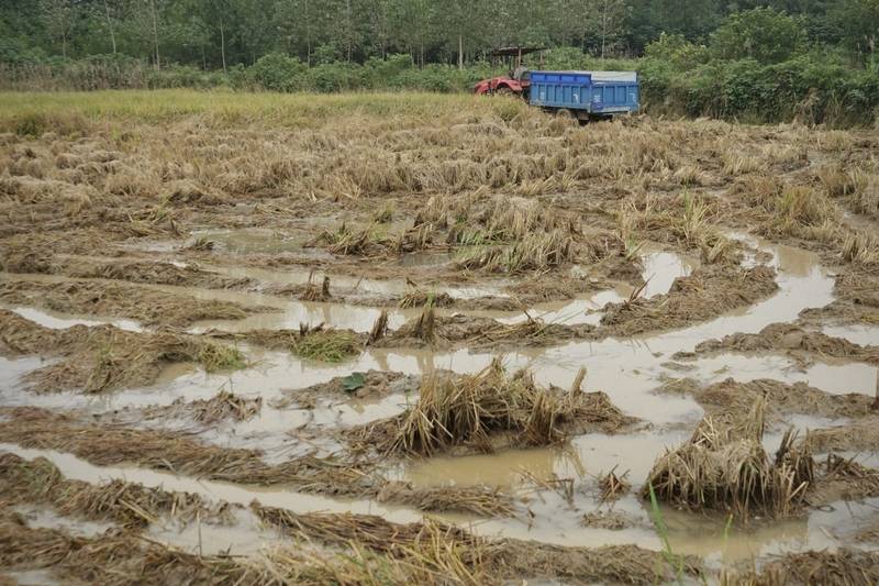 阴雨50天<strong></p>
<p>BTC价格</strong>,他用3200块救回30万斤玉米