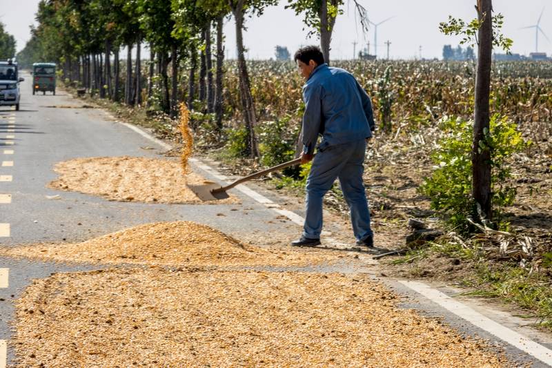 阴雨50天<strong></p>
<p>BTC价格</strong>,他用3200块救回30万斤玉米