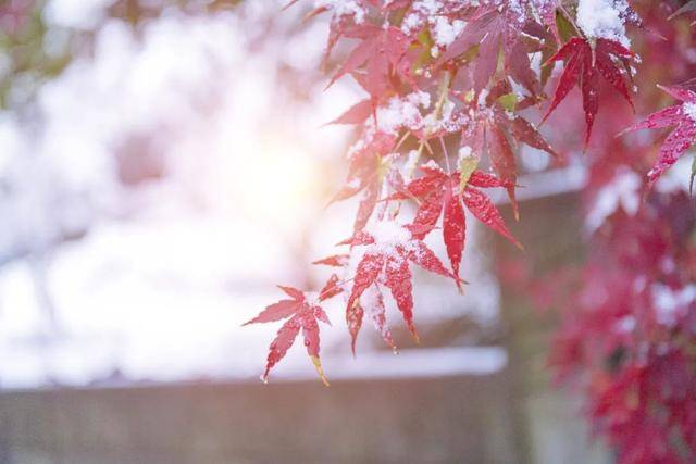 百年难遇“早立冬”来了<strong></p>
<p>比特币价格</strong>!有啥讲究?早看早准备!